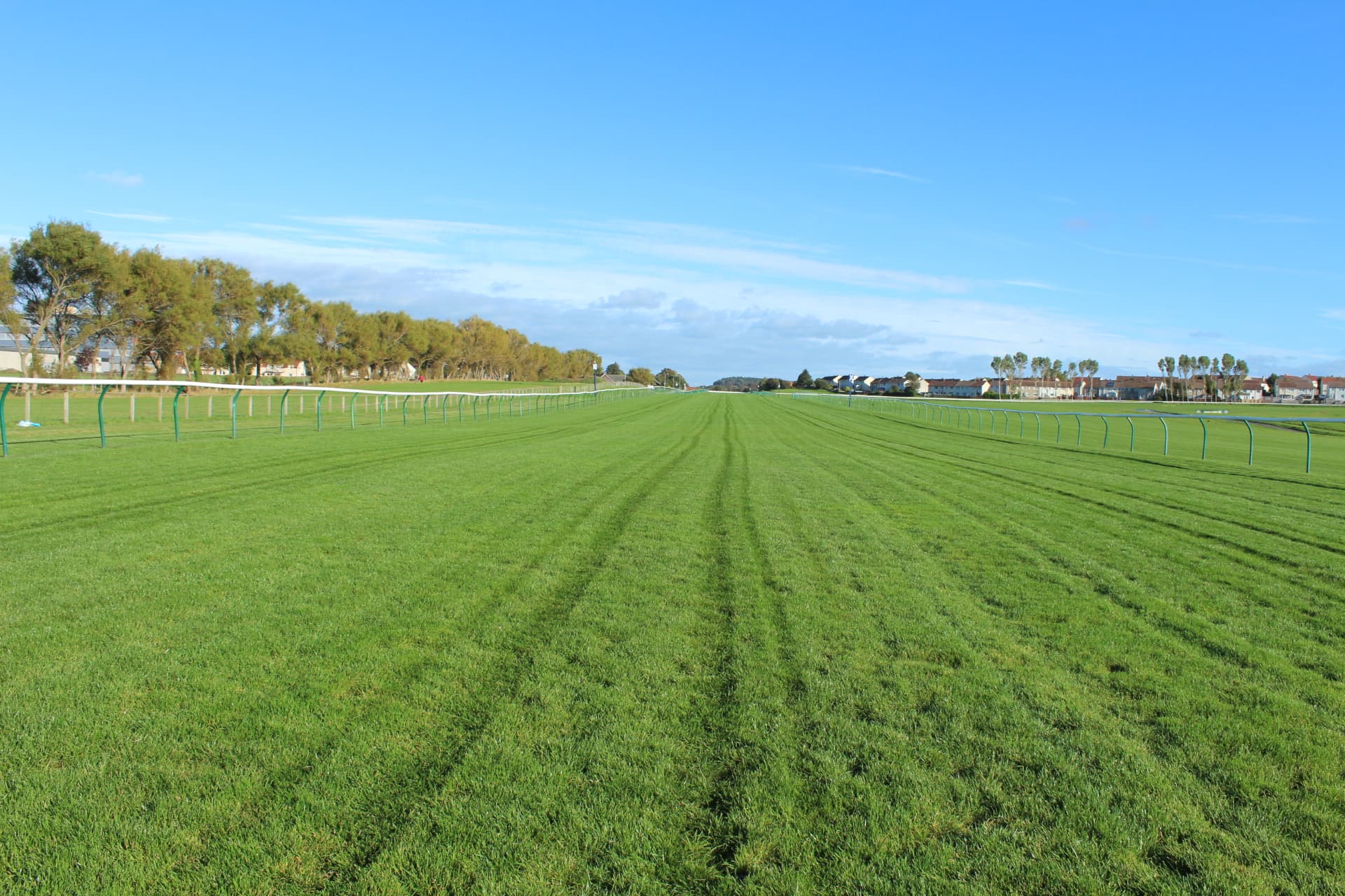 The mown turf of the Ayr straight running away between the green rails towards the trees.