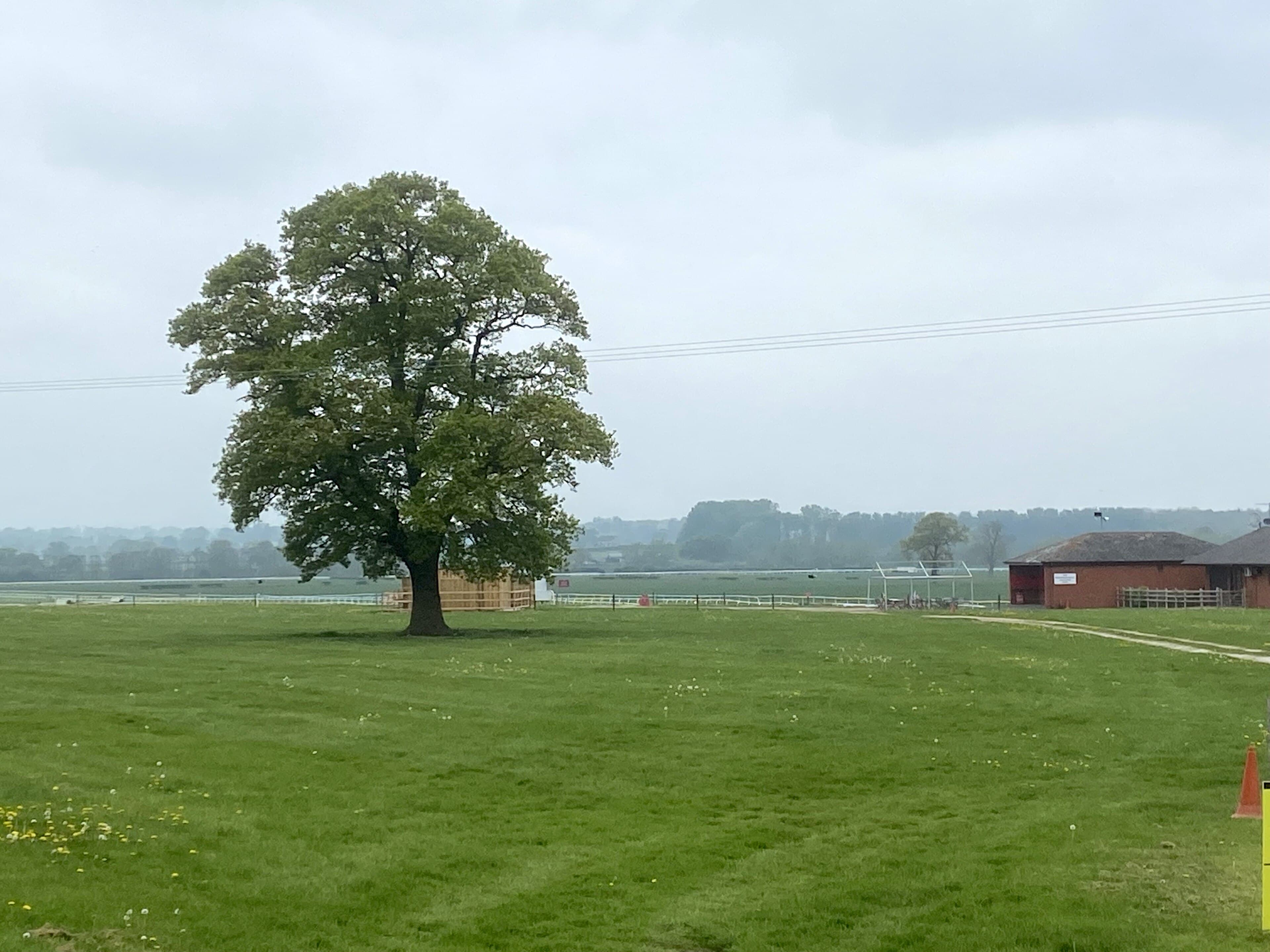The old oak standing inside the Bangor-on-Dee course, with the running rail and the stable buildings beyond.