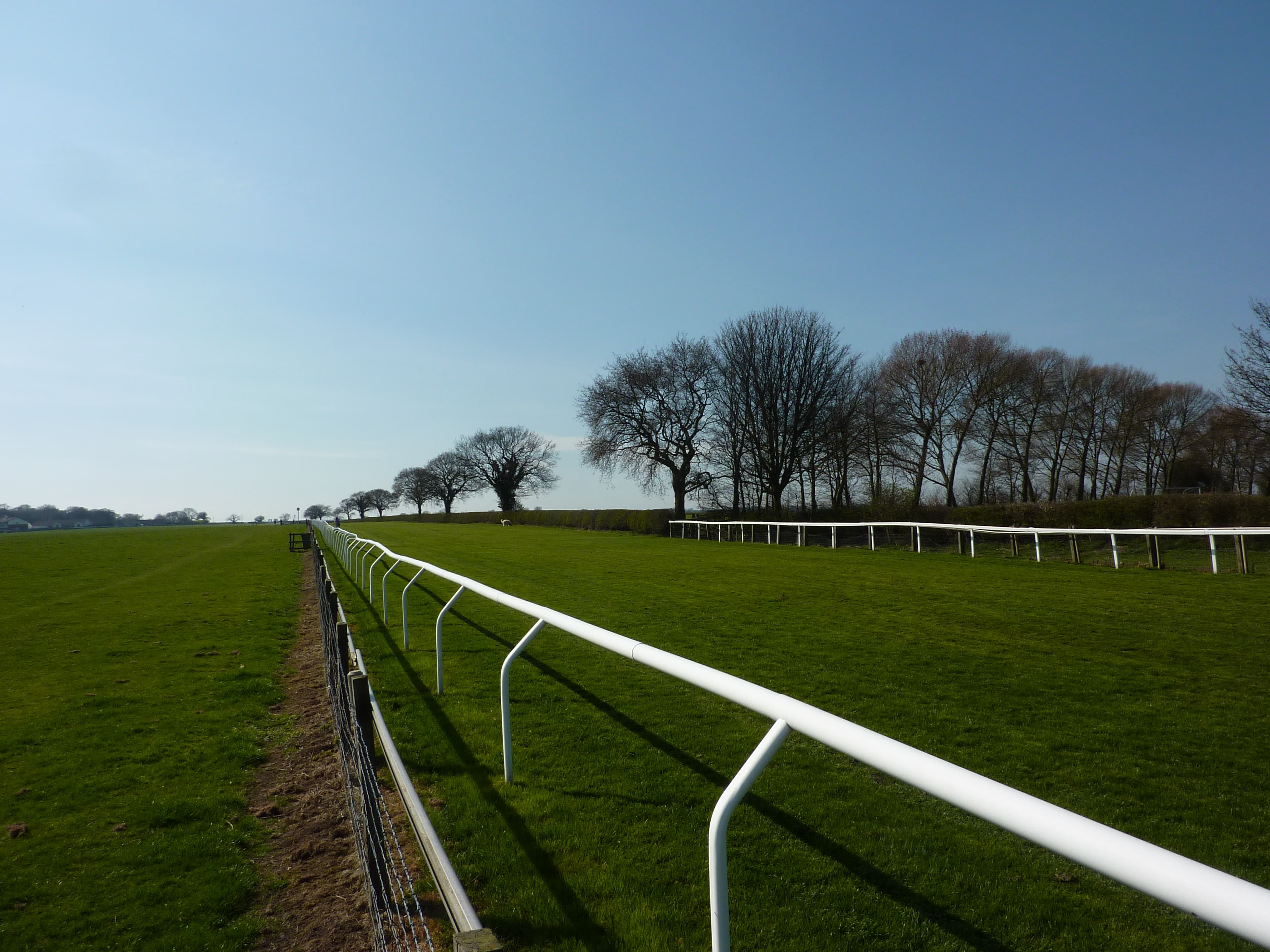 The running rail at Beverley curving away past a line of bare trees on the Westwood.
