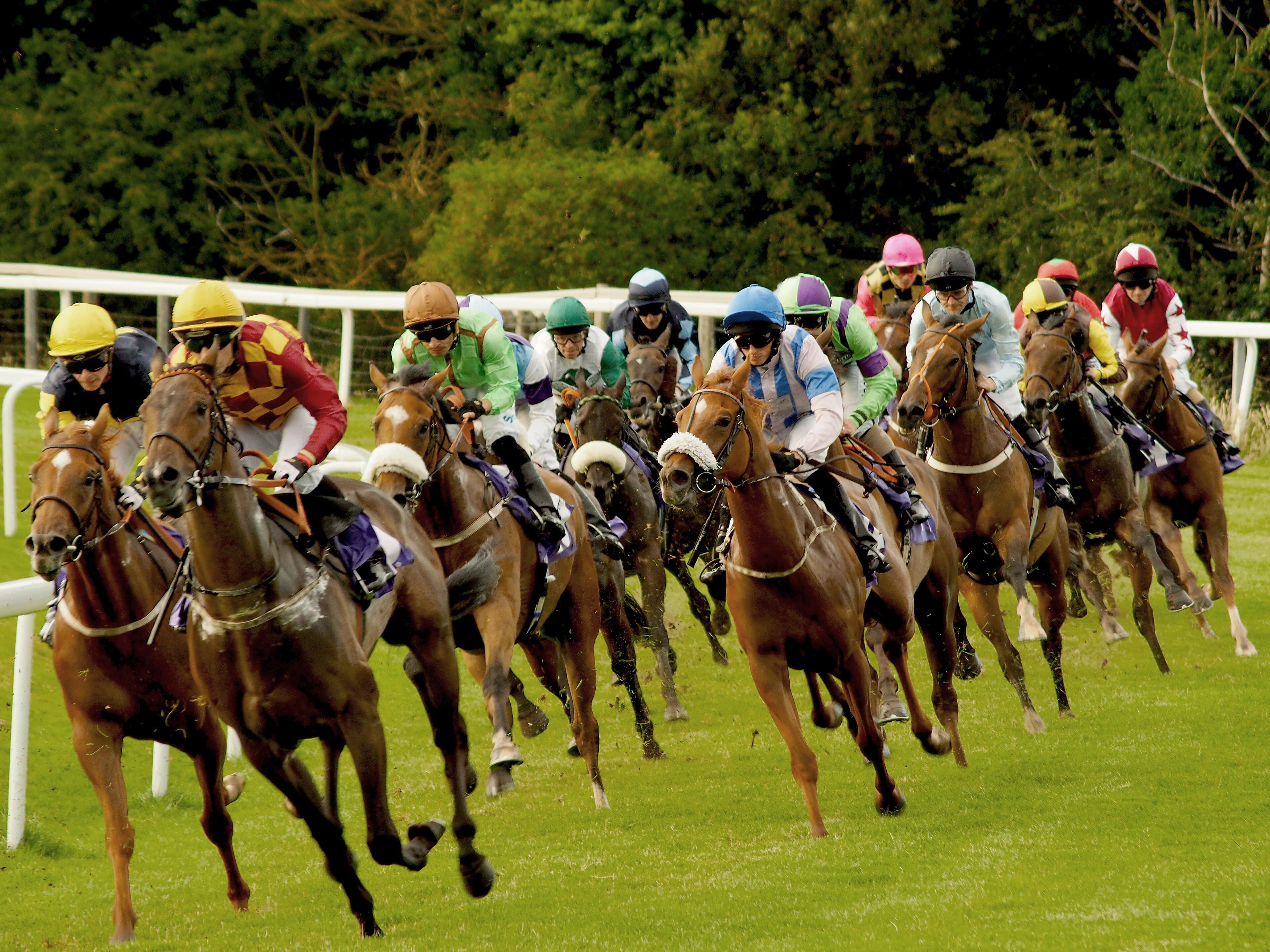 A big field of flat runners coming round the bend at Beverley, strung across the width of the track.
