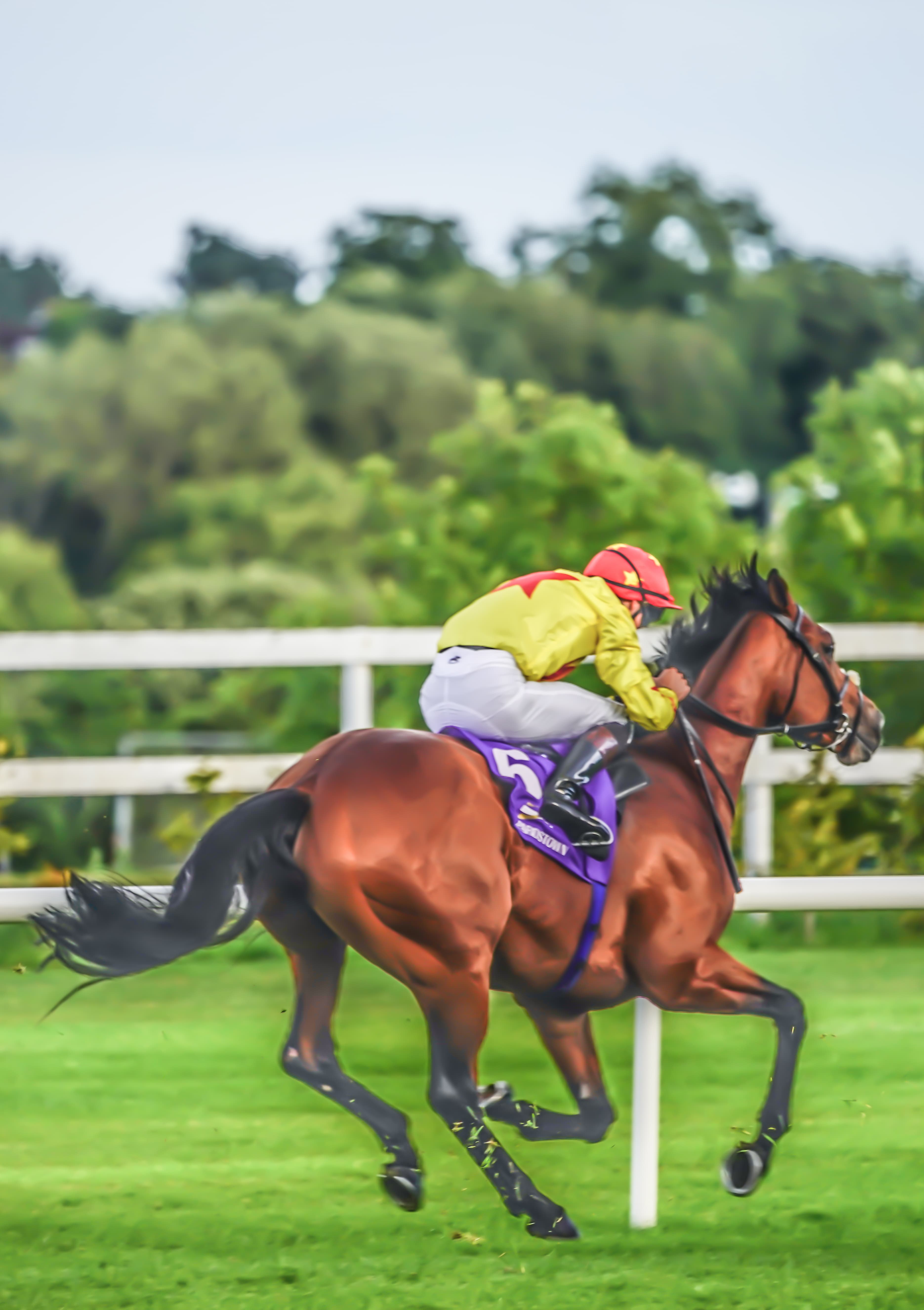A single runner in yellow and red silks galloping alone on the turf at Leopardstown, seen from behind and to the side.