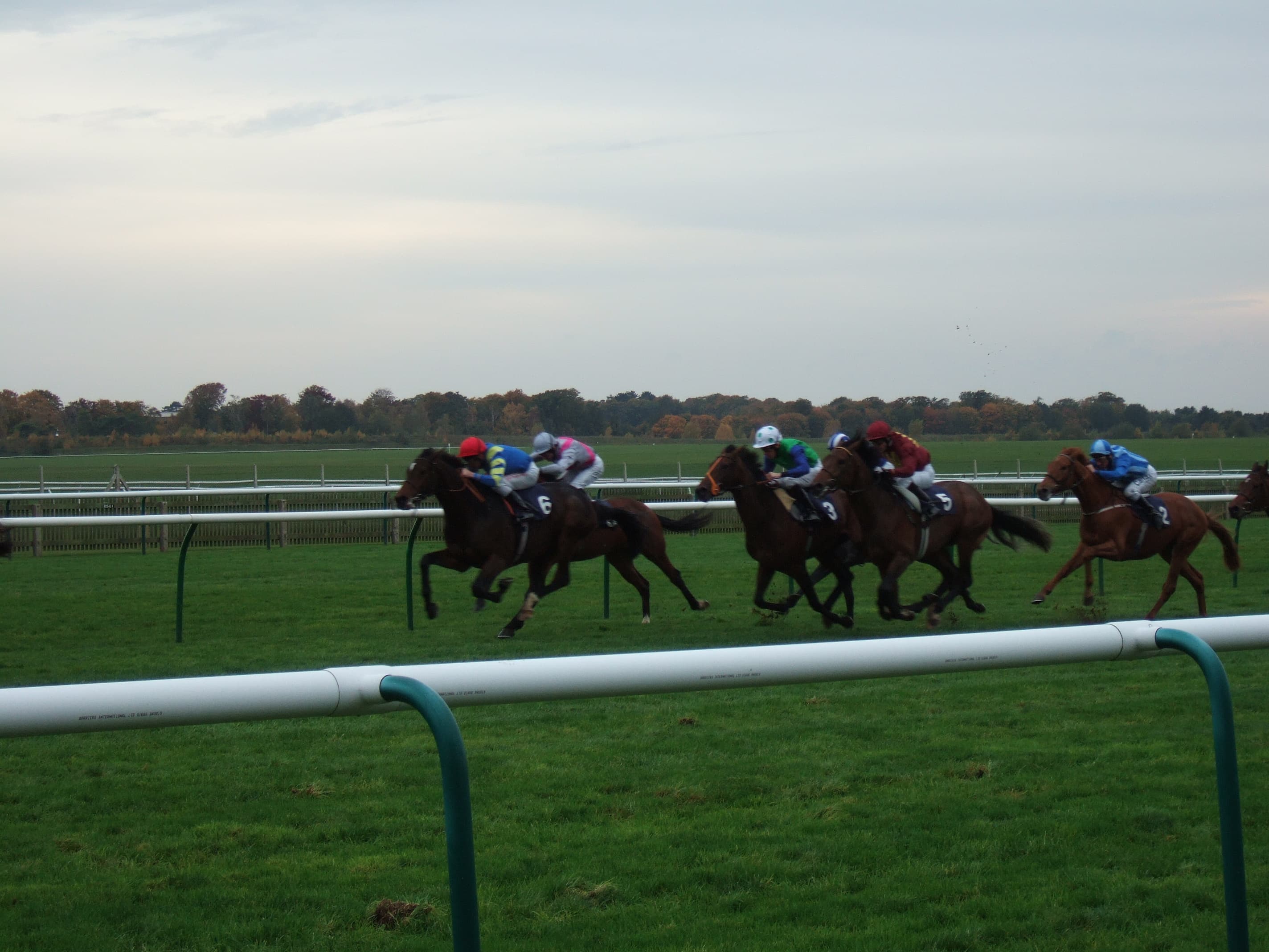 A field of five flat runners strung across the Rowley Mile at Newmarket in autumn light.
