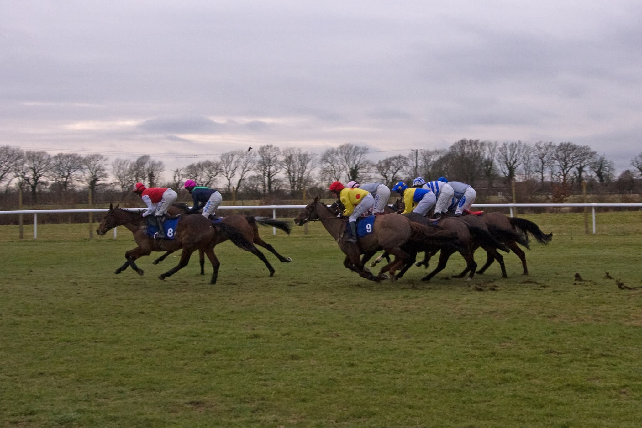 A field of jumpers racing away from the stands at Plumpton on a grey winter afternoon, strung out along the far rail.