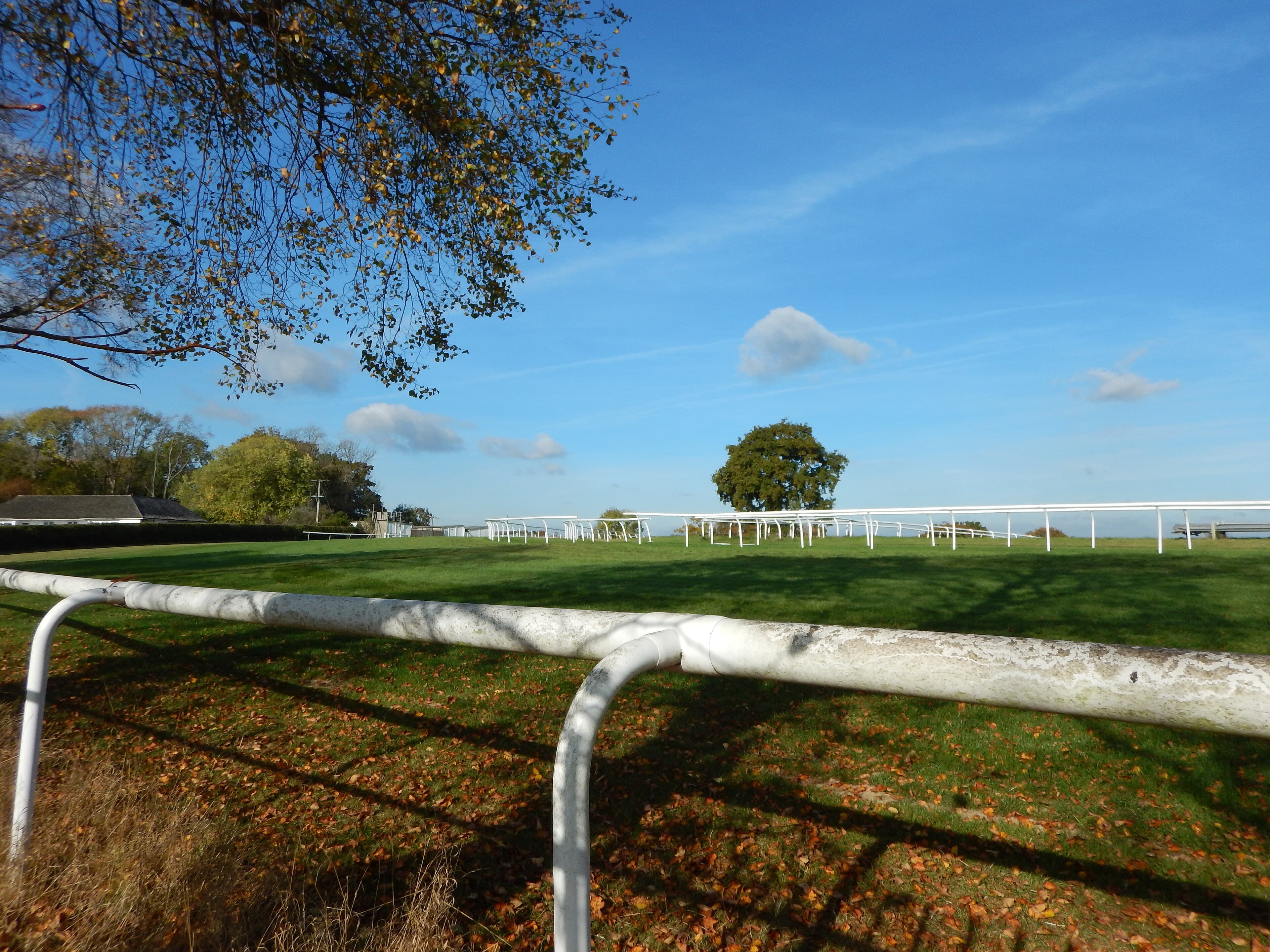 Autumn leaves banked against the running rail at Plumpton, the turf rising to the far side under a blue sky.
