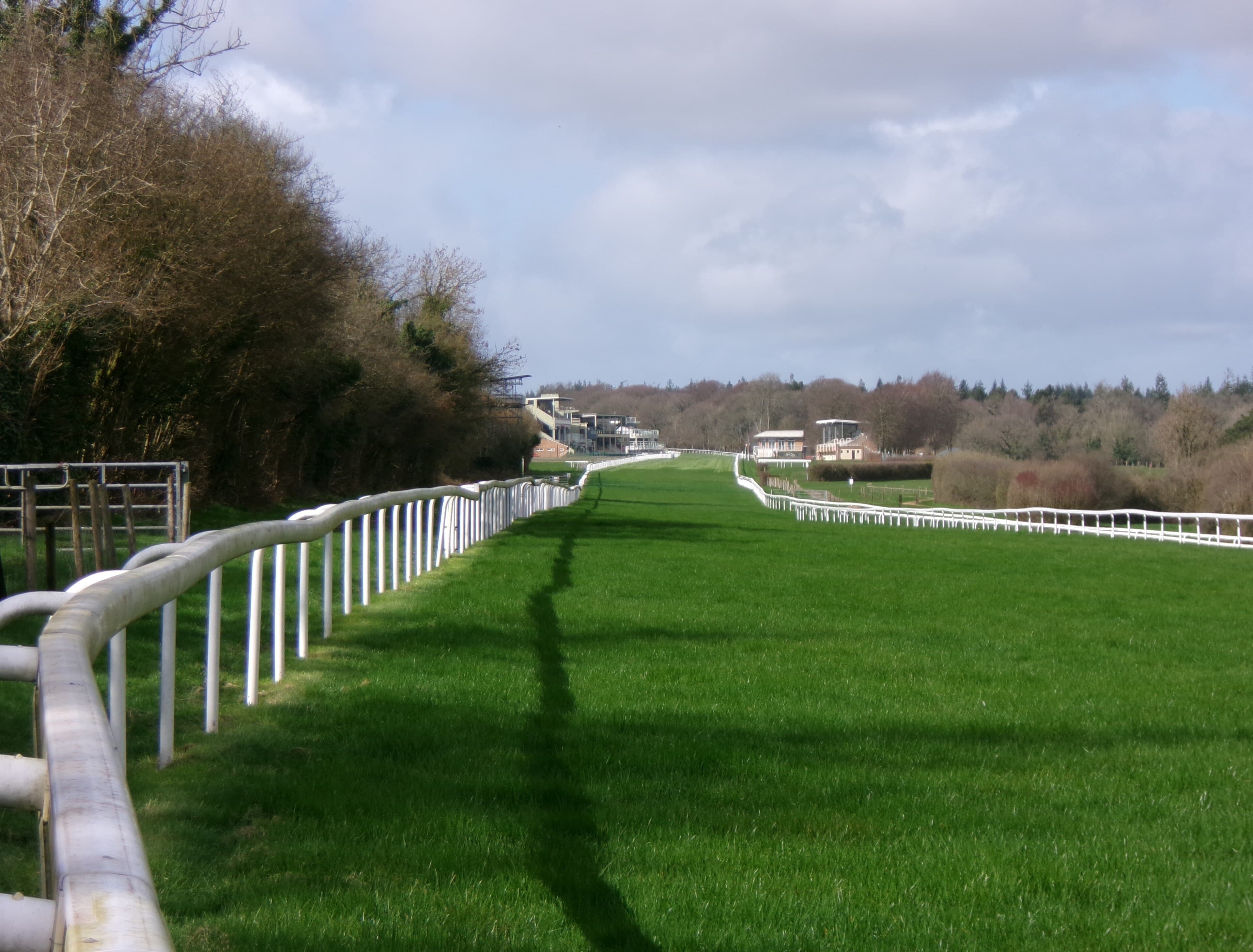 The straight at Salisbury climbing away between white rails, woodland along the left-hand boundary.