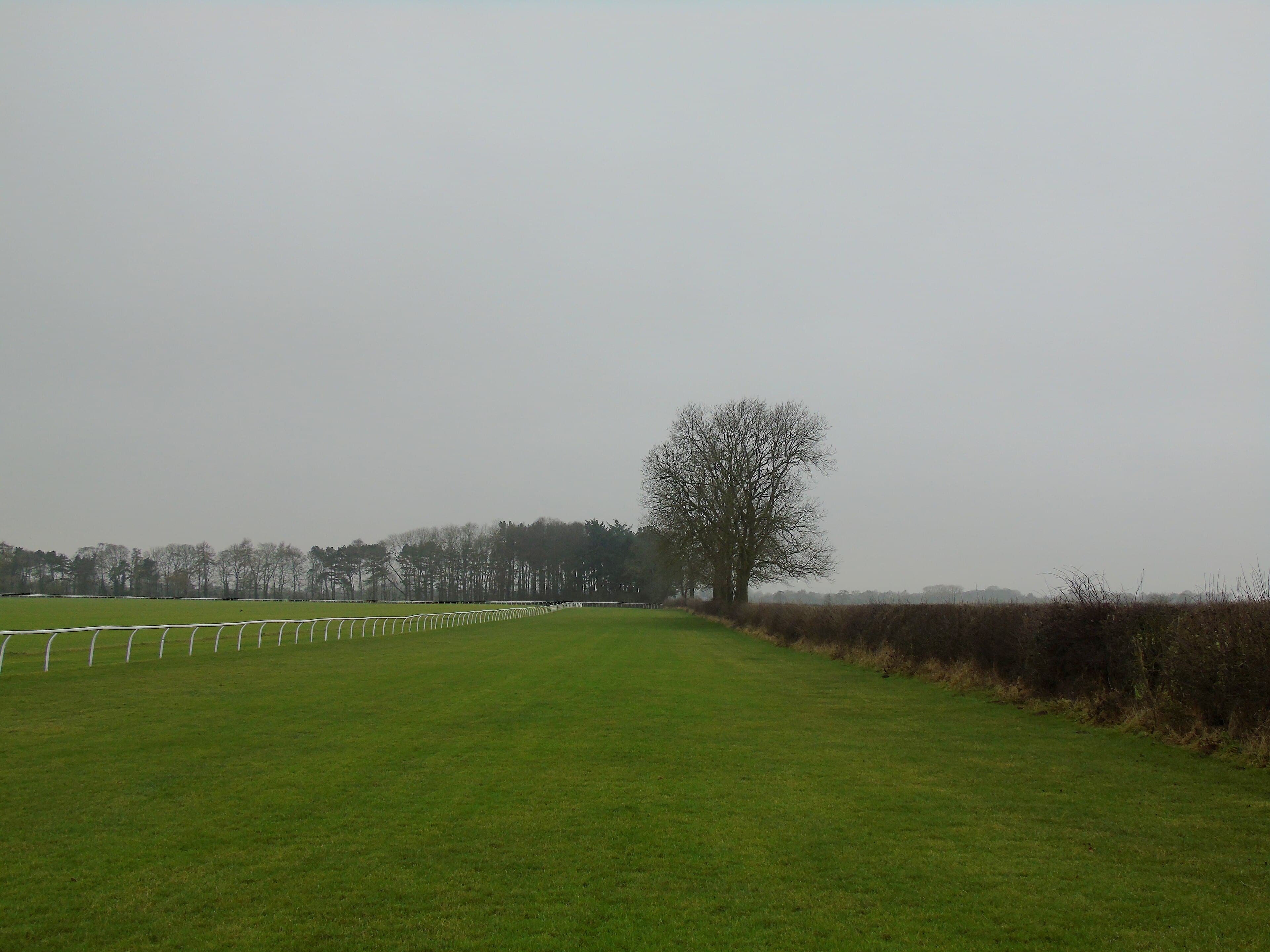 The straight at Thirsk running away into winter haze, a single bare tree on the boundary hedge.